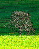 Impressionist Field with a Tree