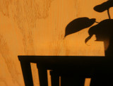 Leaves & Legs