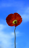 Red Poppies