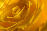 Yellow Rose