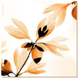 5th Place<br><b>The hidden leaf</b><br>by © Cat