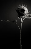sunflower bud