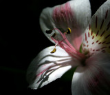 Pink and White