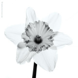 Daffodil