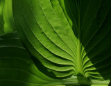 Hosta *