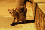 A Passing Stray