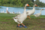 To Stand Out In A Crowd...Step Out In Style! * Traveller