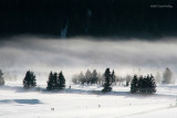 Fog*