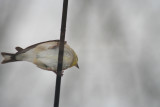 finch belly
