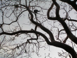 Tree of Life Silhouette *
