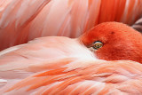 7th Place<br>flamingo<br>by theFly