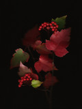 Autumns Bounty