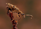 8th Place<br>A bugs portrait<br>by MCsaba