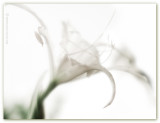 7th Place<br>Delicate<br>by Cat