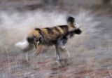 Wild Dog After Sunset