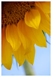 Flowery Flames