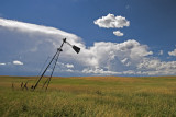 <i>Eighth Place</i><br><b>Leaning With the Wind</b><br>by Michael Shealy