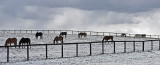 *3rd Place*<br>10 Horses<br>by collector