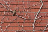 Brick-a-Bird Barrier