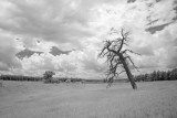Between Forest and Meadow