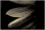 <b>11th Place</b><br>40<br>by © Cat