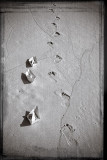9th Place 3 by Elena
