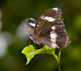 Spotted fly