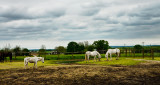 Spotted Horses