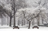 Snowy Day