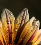 Water Drops
