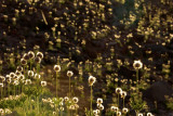 1000 Points of Light