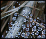 8th Place<br>Web Spots<br>by Lydia too