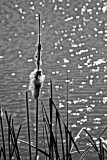 The Pond