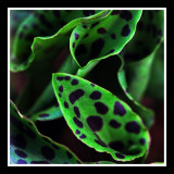 Leopard Leaf