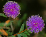 A Flower Sporting Spots