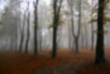 Ninth Place<br>Autumn Park *<br>by arra