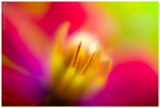 Forth Place<br>Joie de vivre<br>by Cat