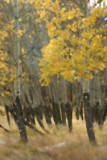 Aspen Grove