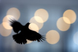 First Place<br>Raven Lights<br>by Melbob