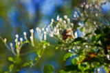 Sun on leaves