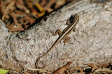 Brown Anole