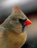 Female Cardinal