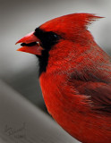 Male Cardinal