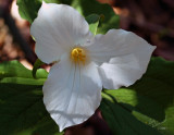 Trillium