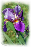 Purple Iris