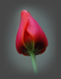 A Tulips Tear