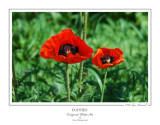 Poppies