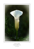 White Calla