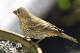 Female House Finch (?)