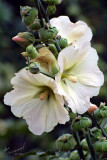 Hollyhocks